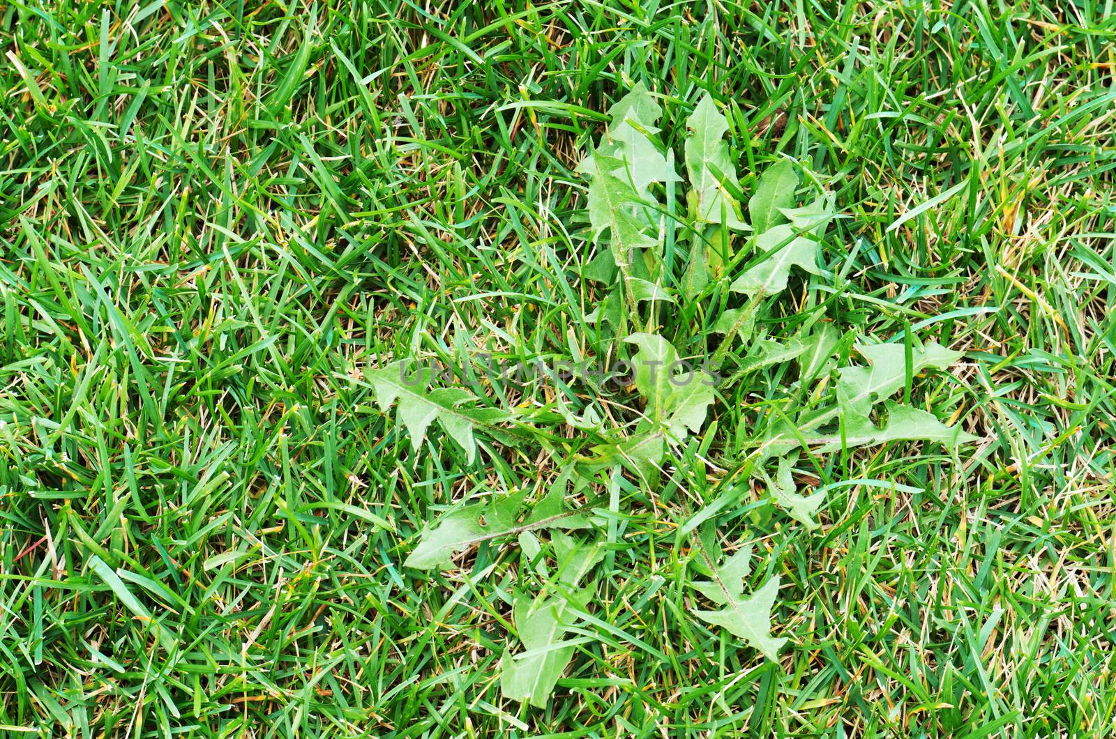 Weed in a grass field by daoleduc