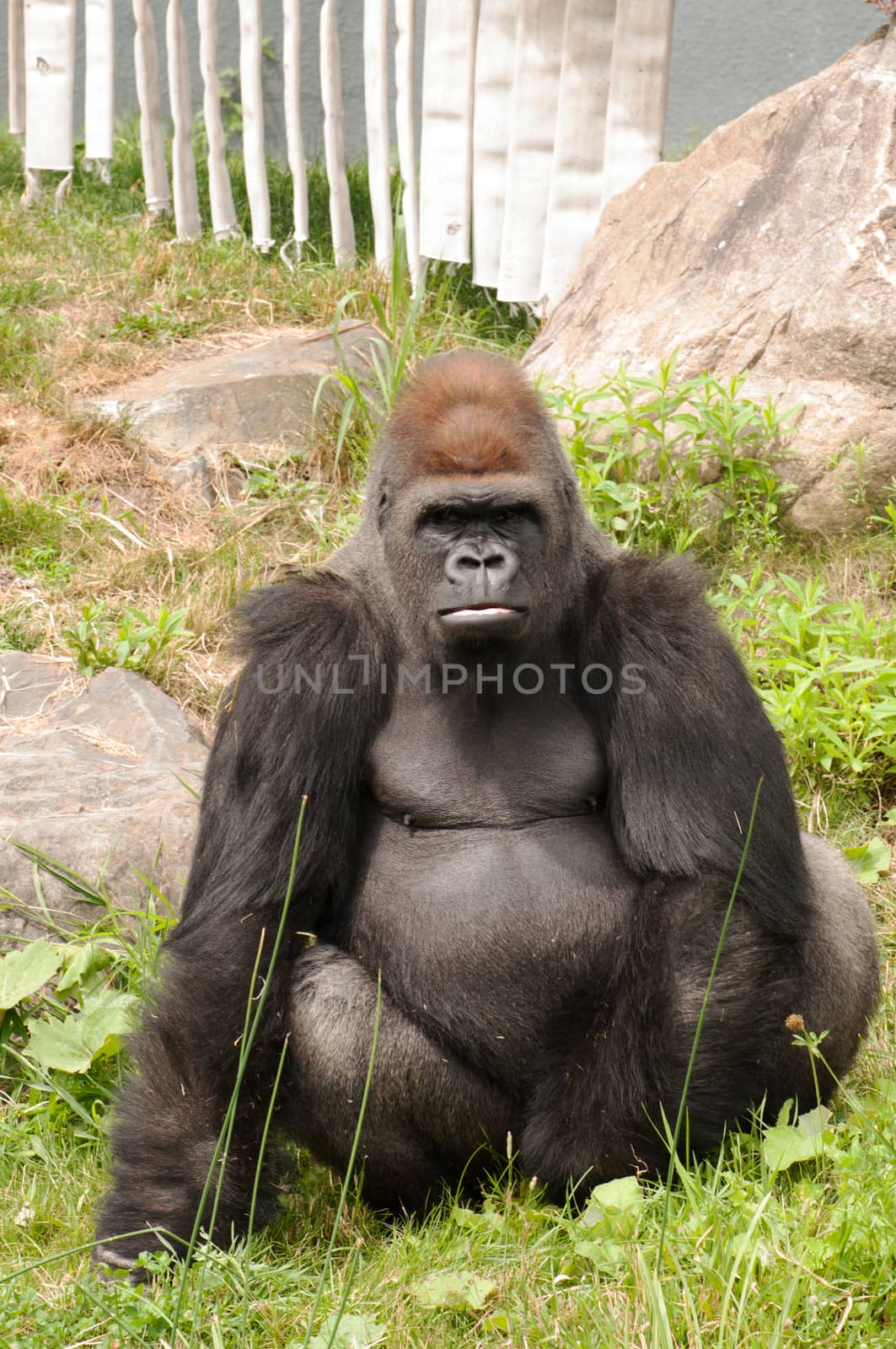 Large gorilla looking straight at the camera
