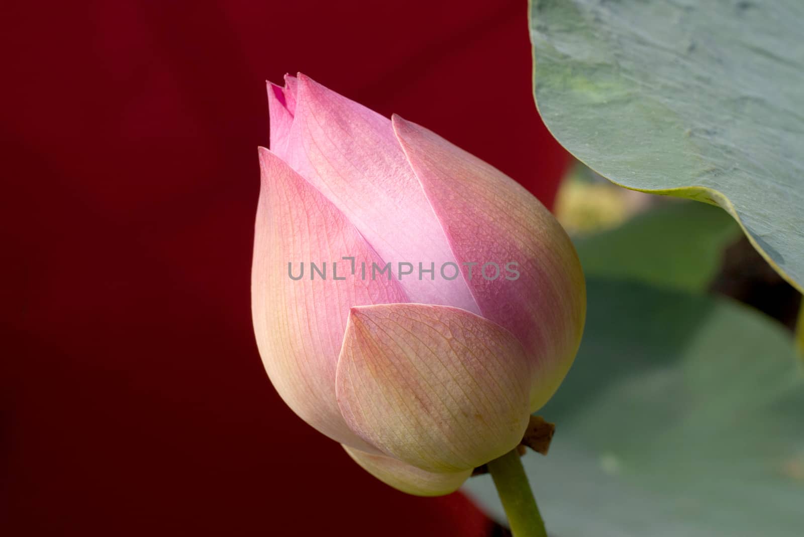 Pink lotus flower bud close-up