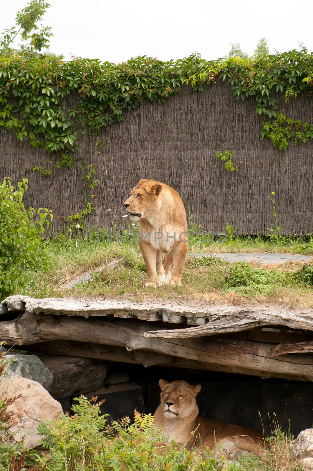 Two lioness at the zoo by daoleduc