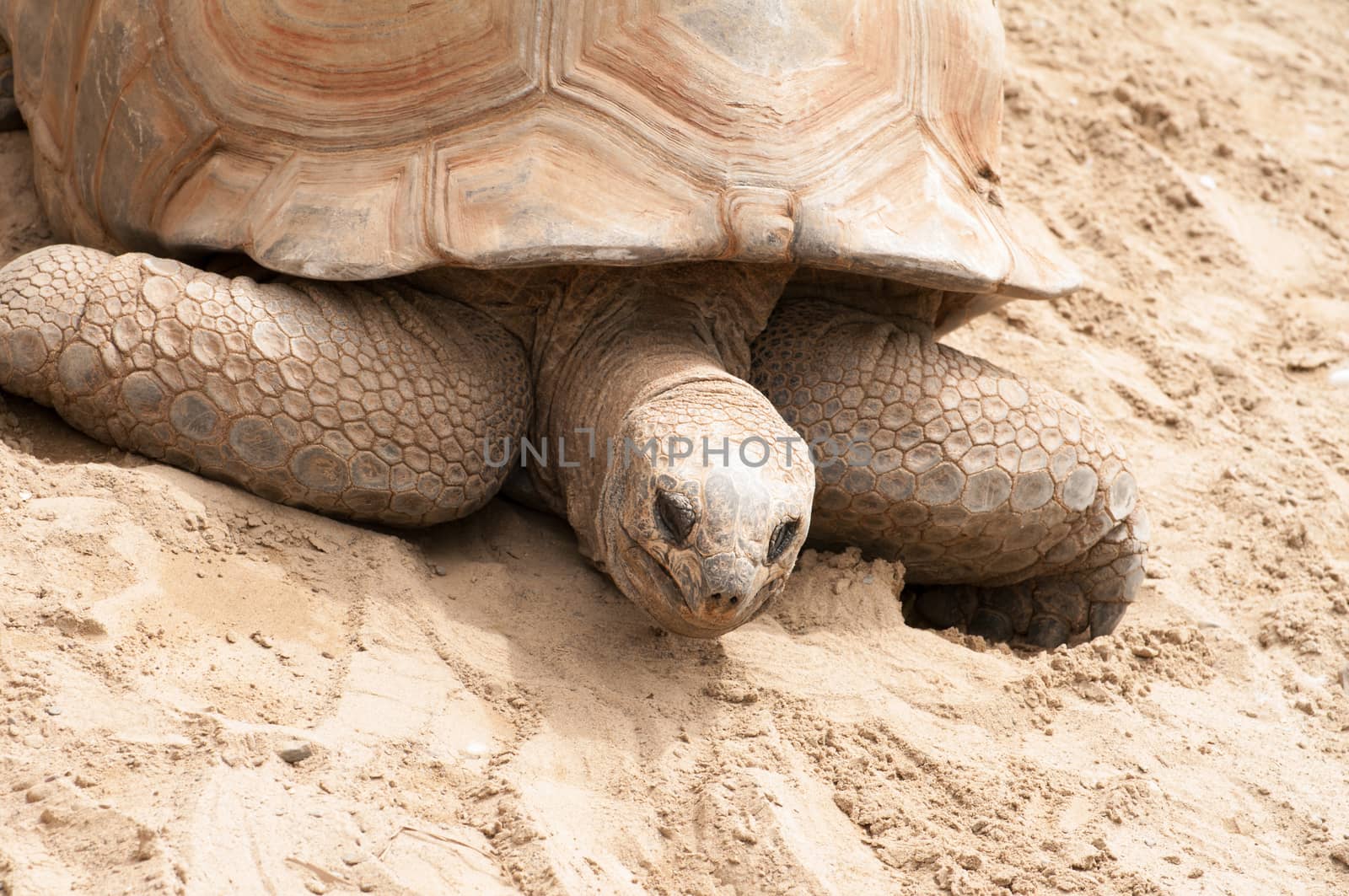 Giant turtle laying on dirt at the zoo