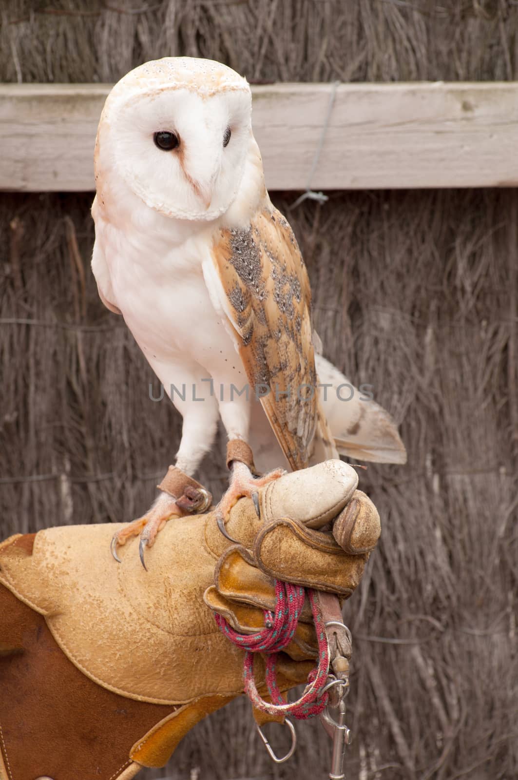 Tamed barn owl at a zoo