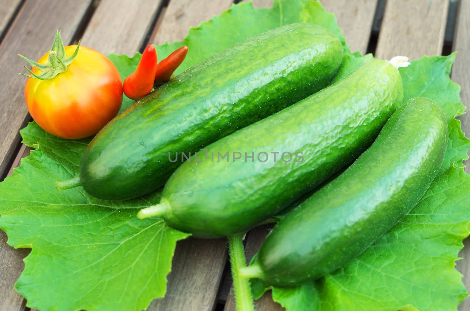 Three green cucumbers  by daoleduc