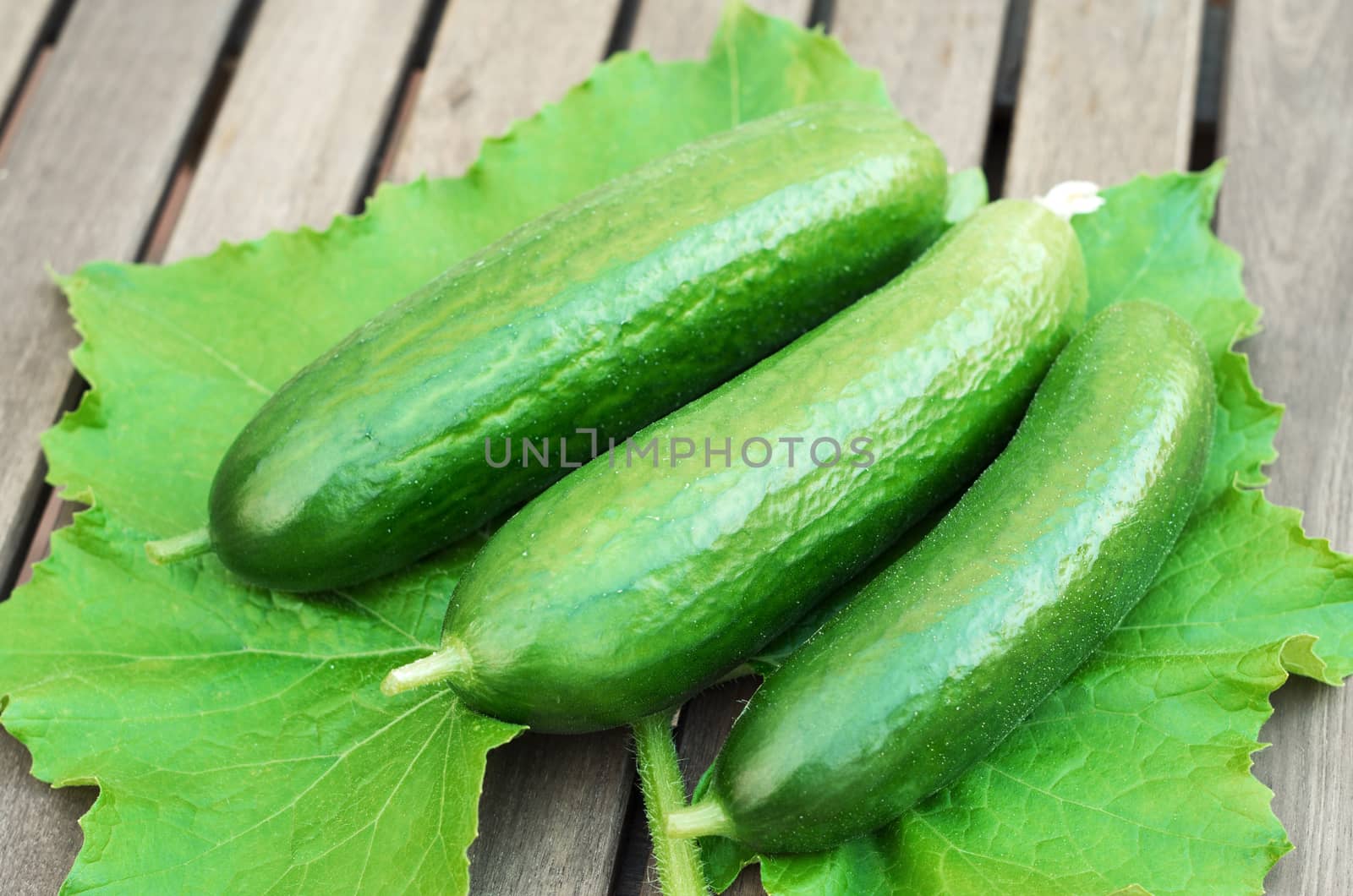 Three green cucumbers on leaf by daoleduc