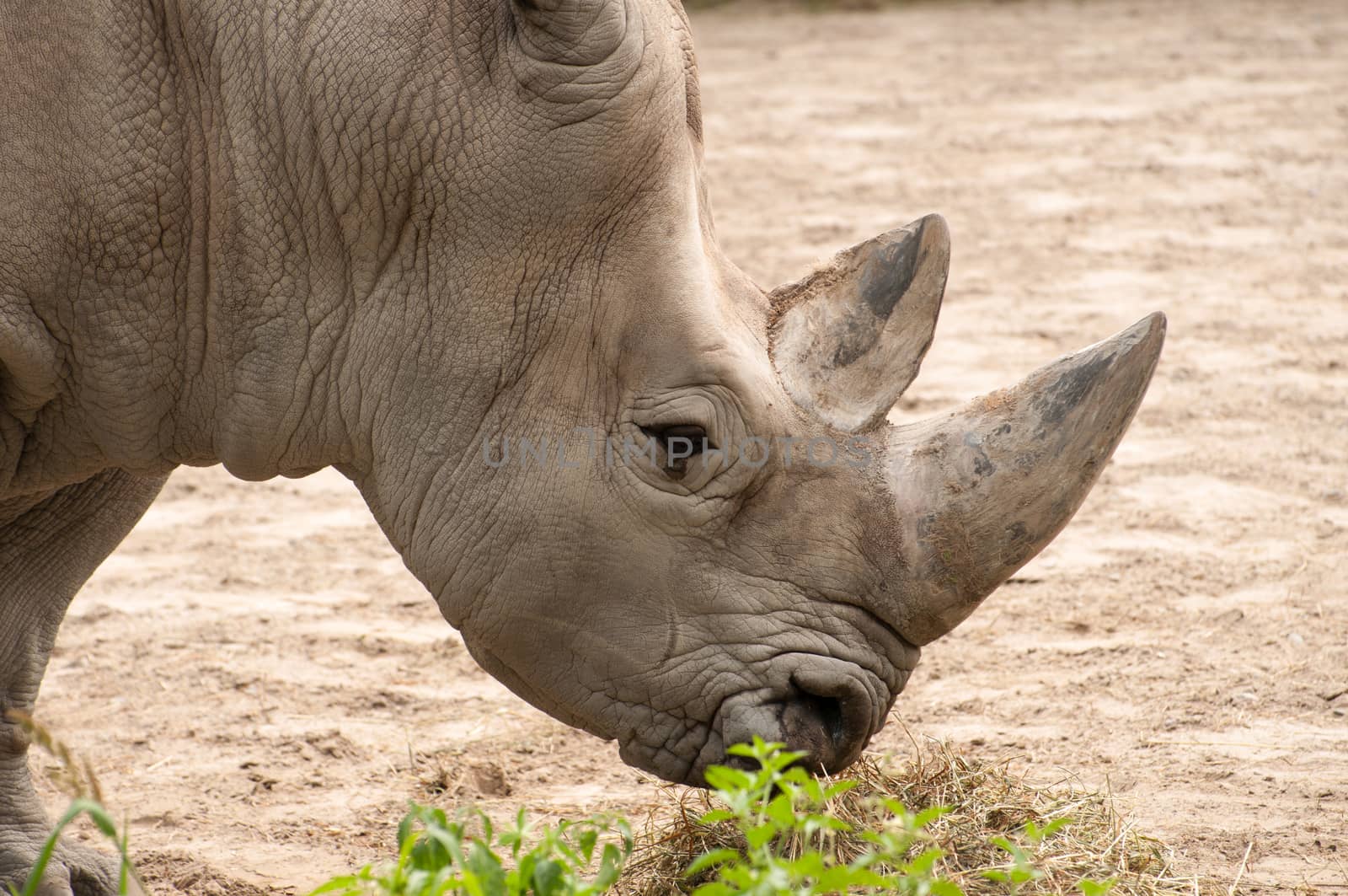 Closeup shot at the head  of Rhino eating leaves