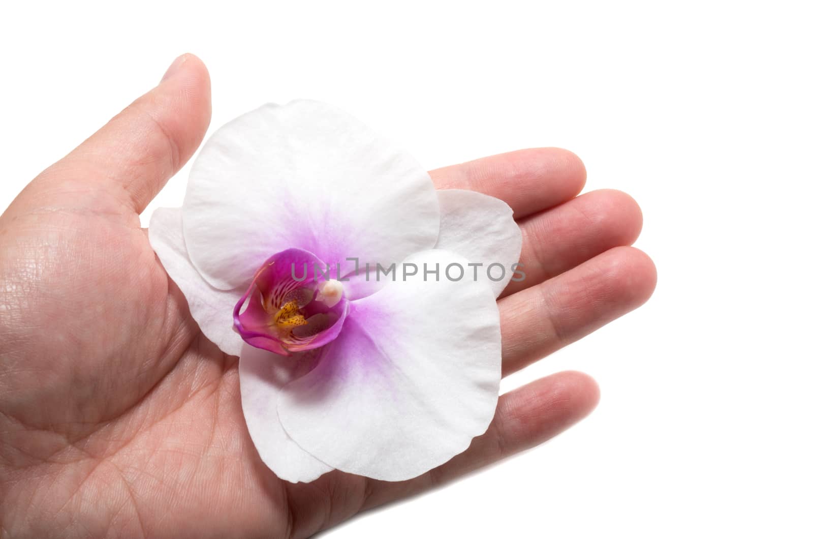 Hand holding orchid flower by daoleduc