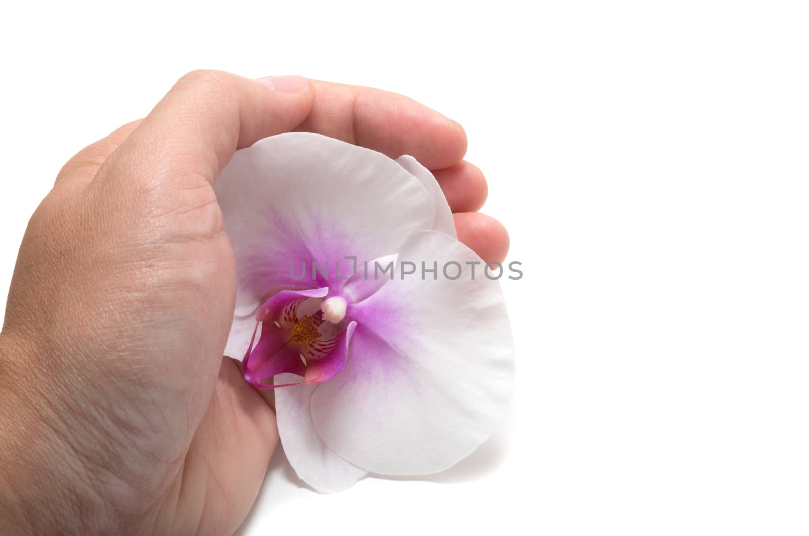 Male hand holding orchid flower with care on white background