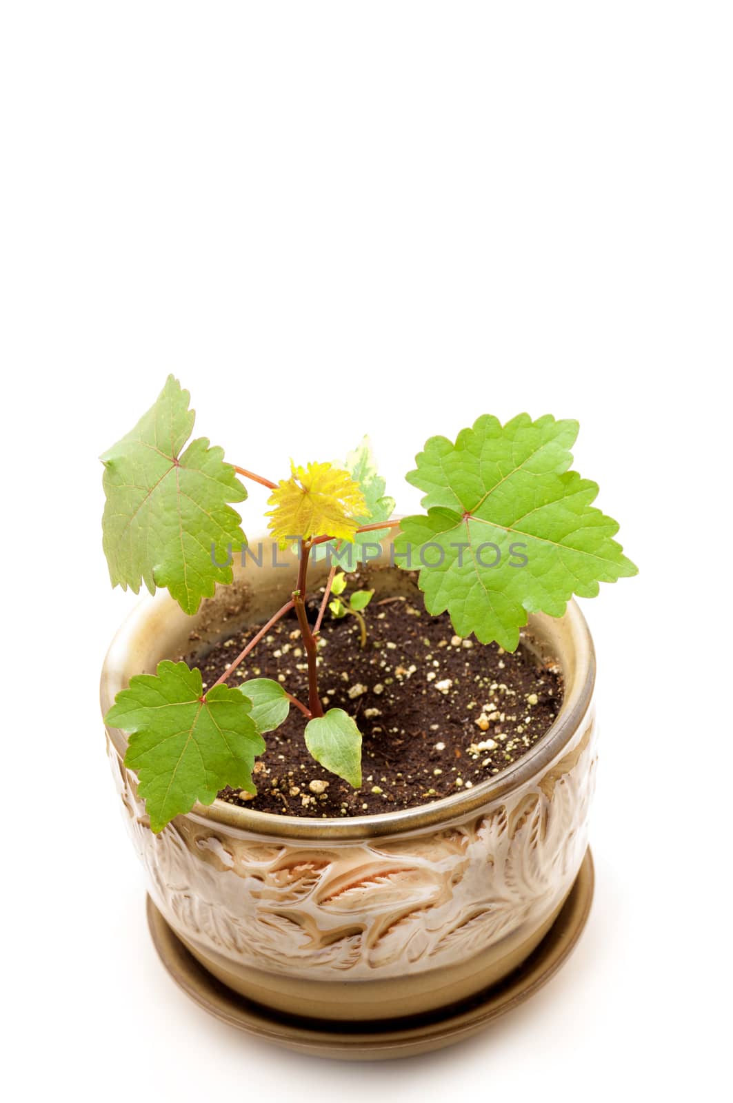 Little grape plan grown in pot on white background