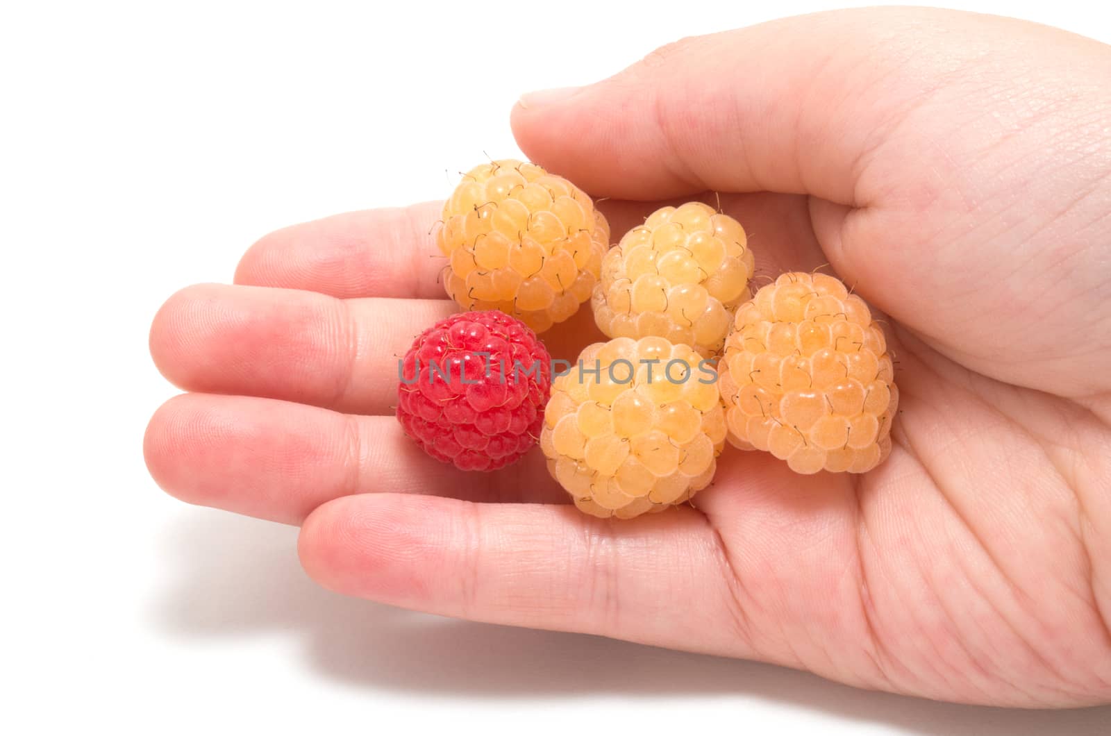 Child hand holding four yellow raspberries and a red one