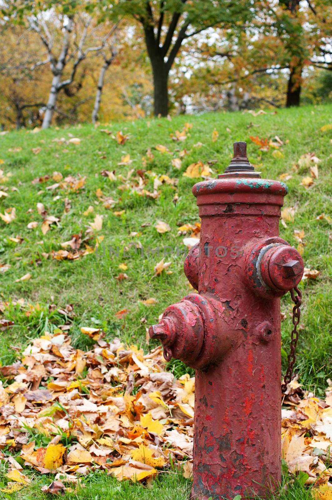 Rusty fire hydrant with dead leaves in autumn