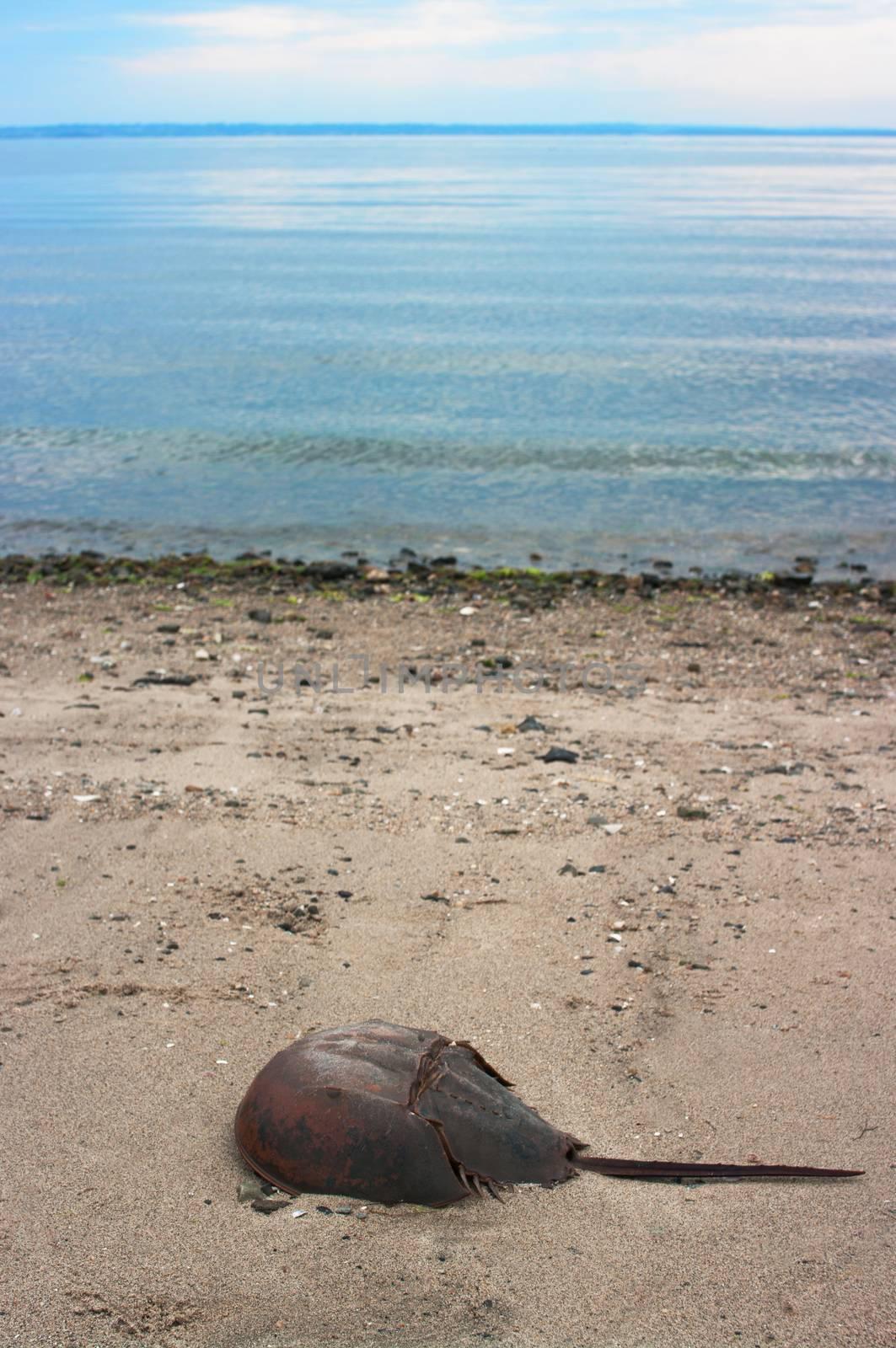 Dead Horseshoe crab on the beach