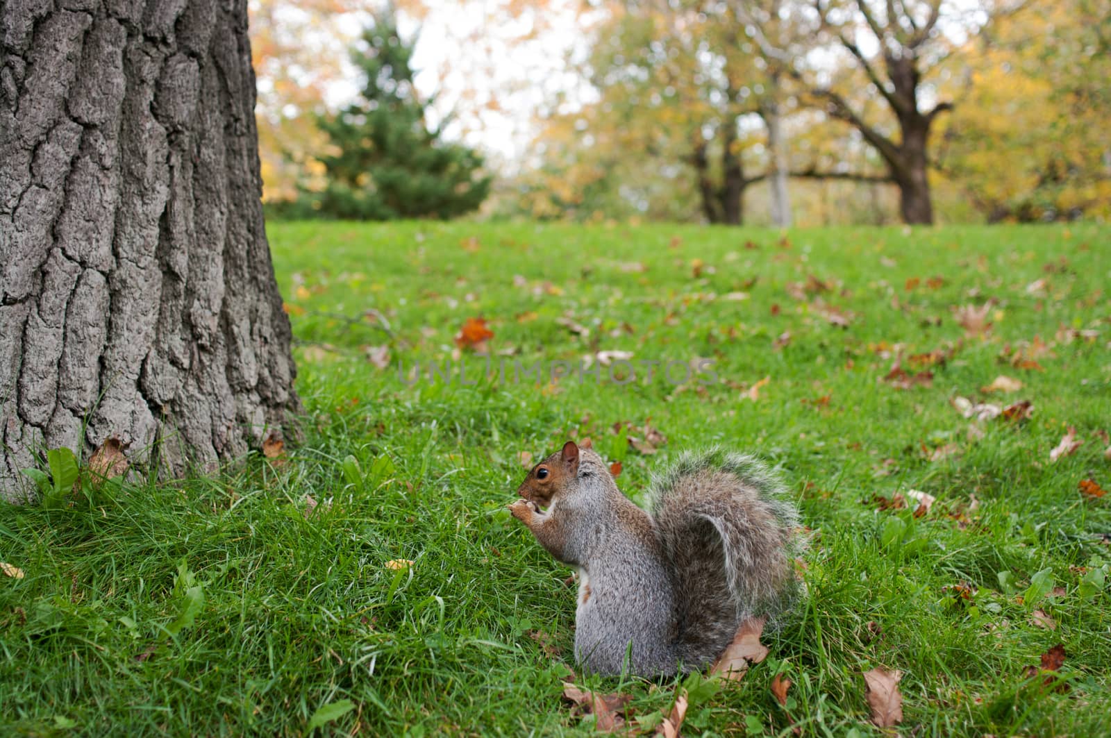 Eating squirrel sitting on the grass during an autumn day