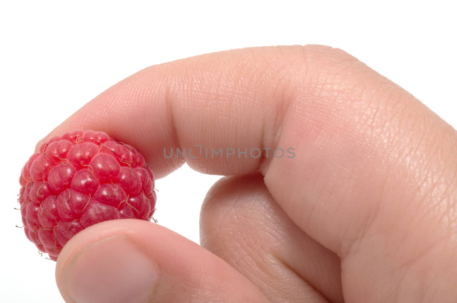 Child hand holding one red raspberry