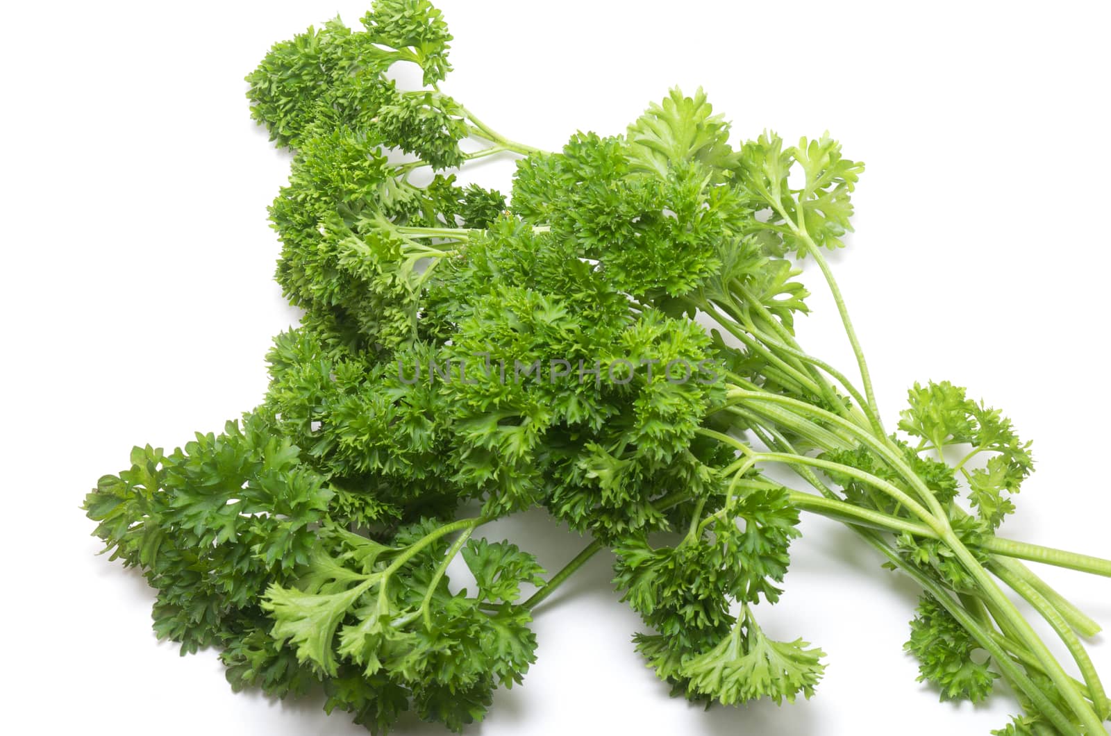 Bunch of fresh Parsley on white background