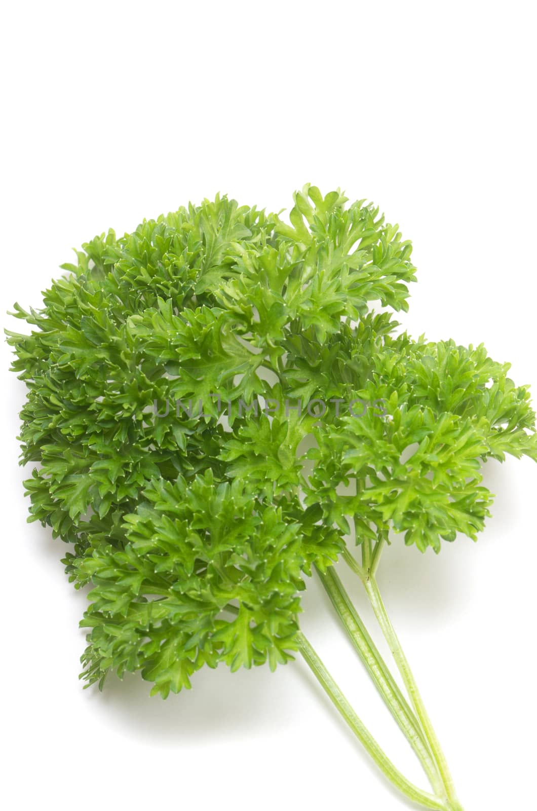 Bunch of fresh Parsley on white background by daoleduc