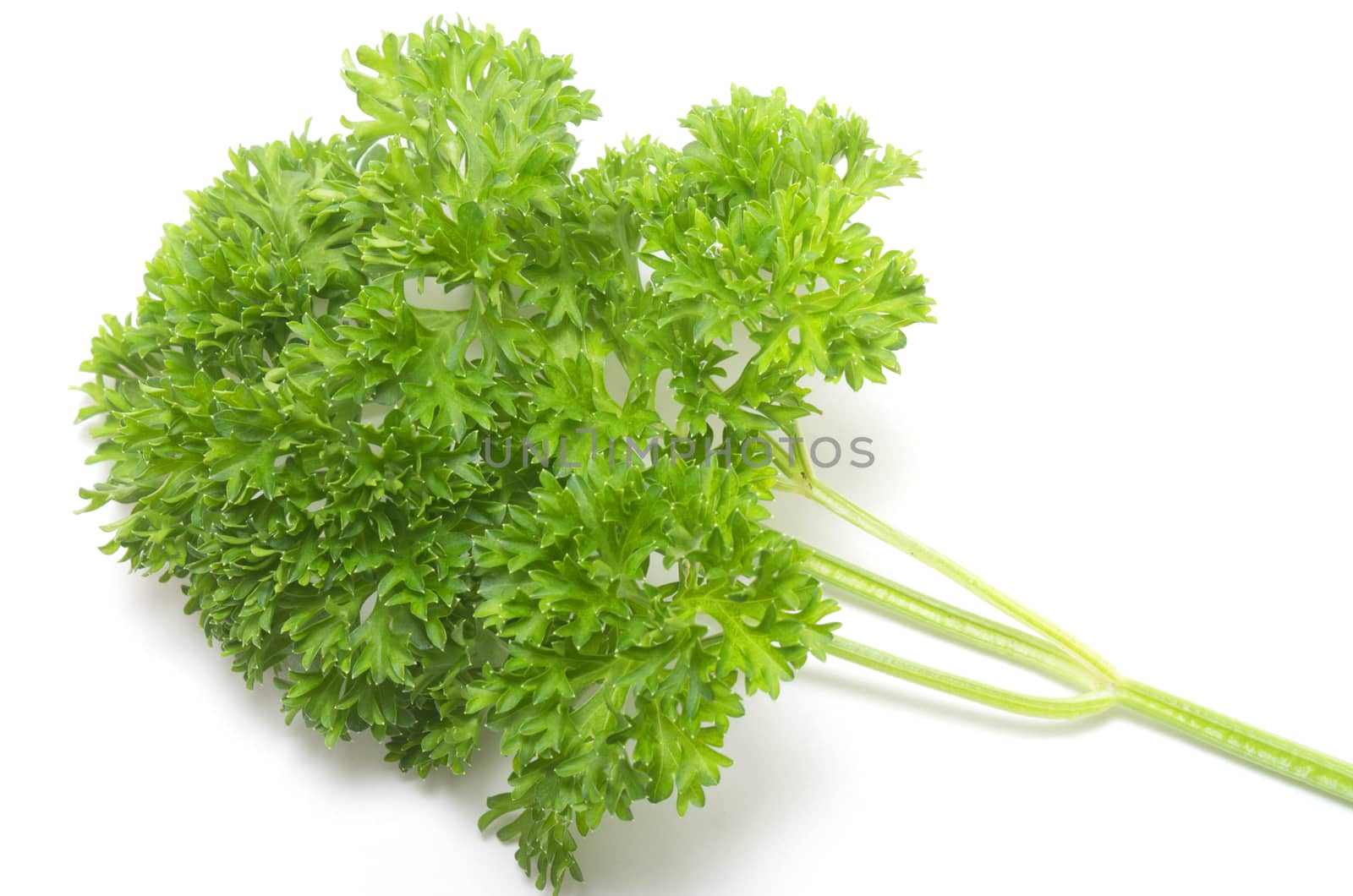 Bunch of fresh Parsley on white background by daoleduc