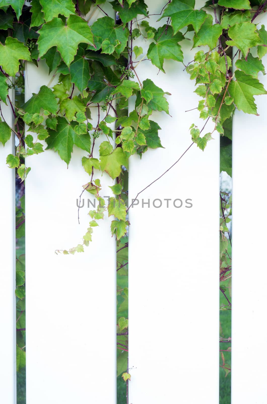 Section of white PVC fence with ivy growing on it by daoleduc
