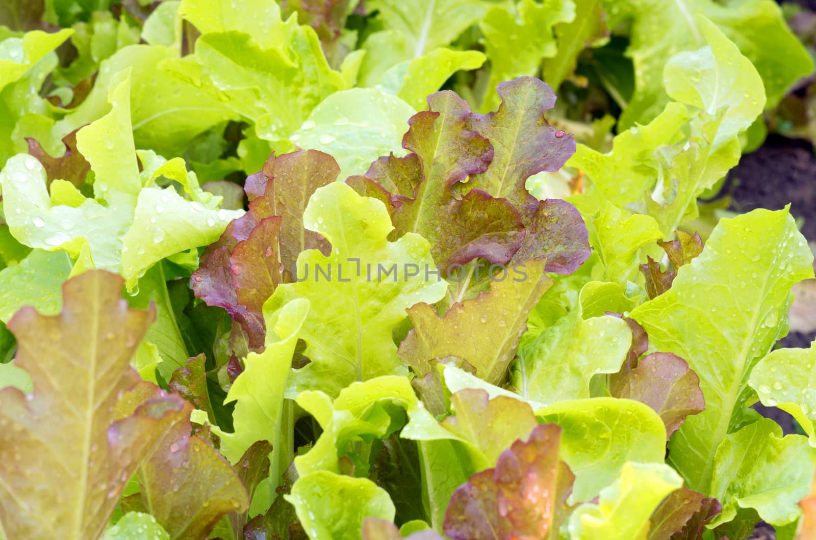 Fresh Green and red lettuce leaves in garden