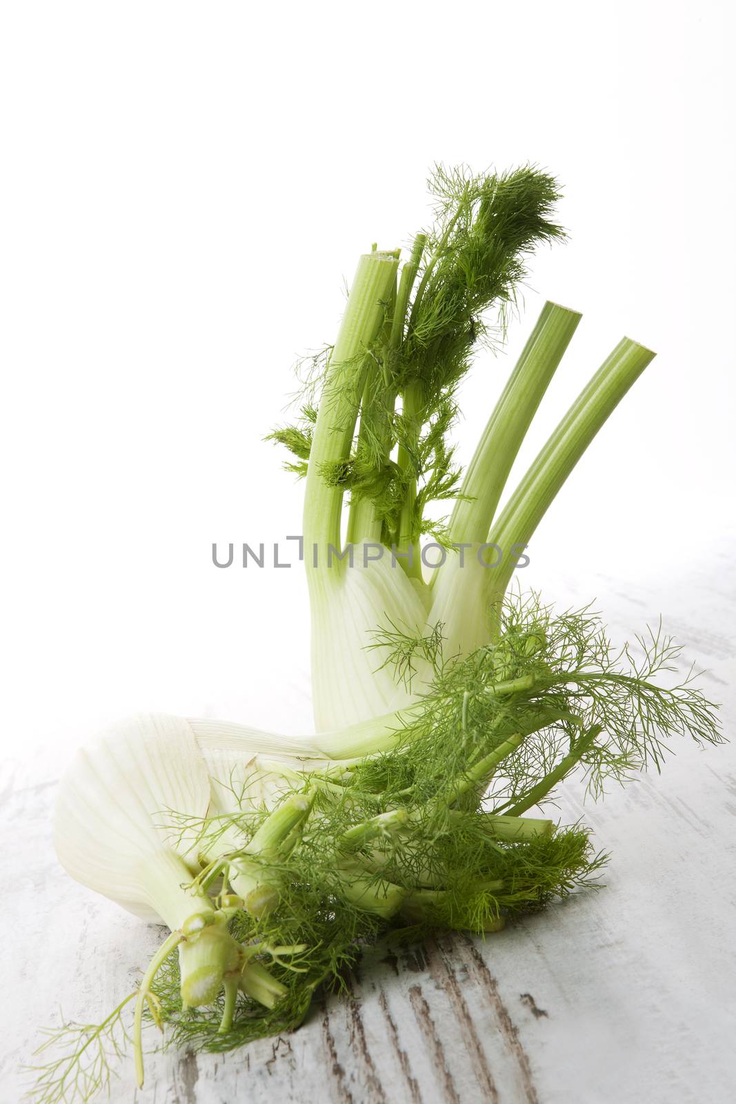 Raw fresh fennel on white wooden background, country style. Fresh healthy vegetable eating.