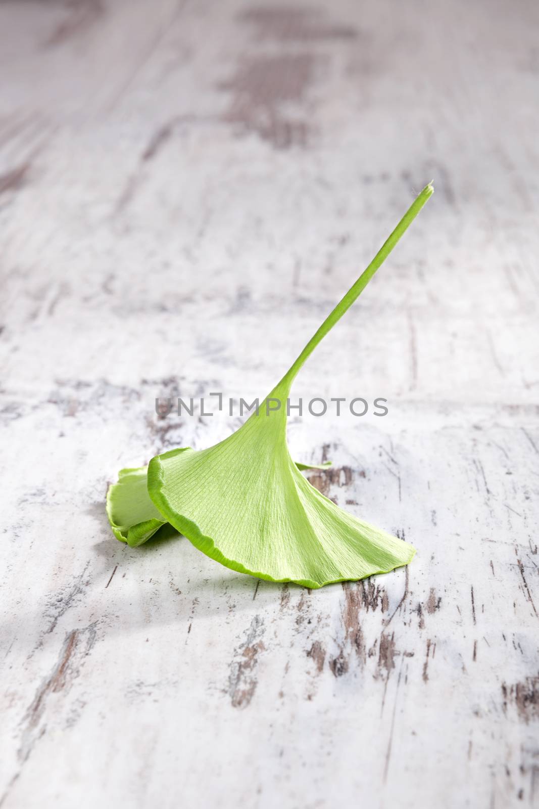 Single ginkgo leaf isolated on white wooden background. Natural healing, alternative medicine, country style.