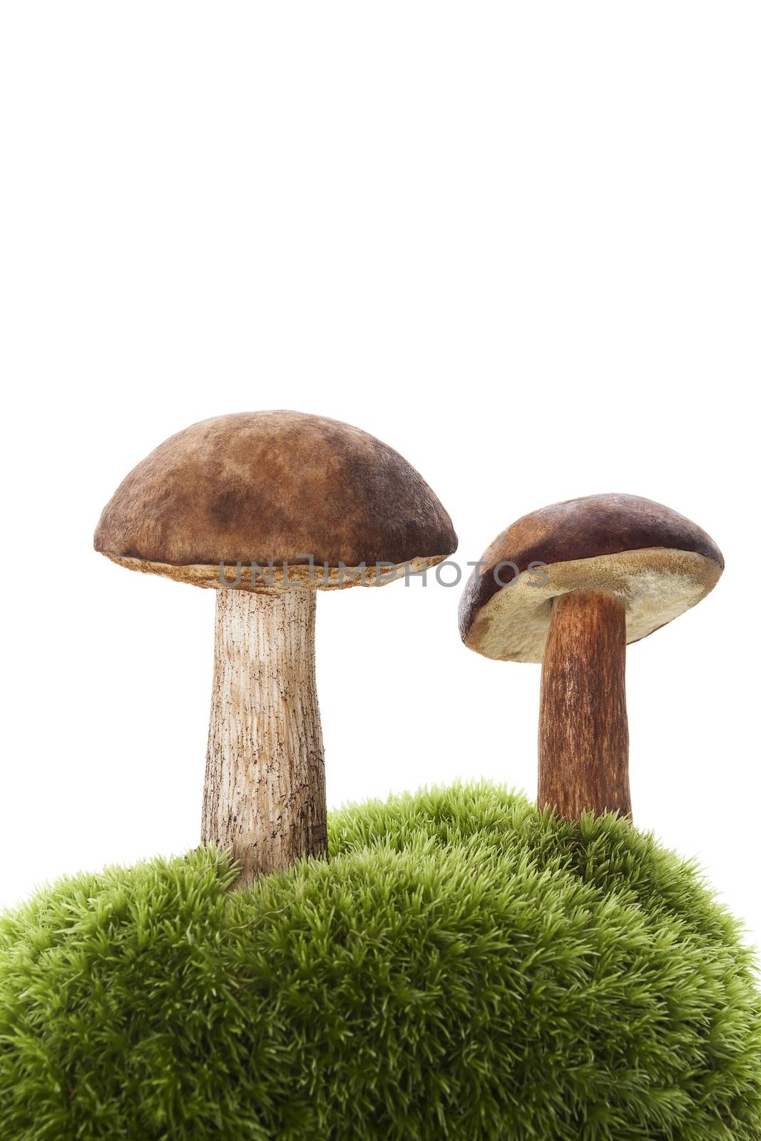 Two boletus mushrooms on green moss isolated on white background. Edible mushroom eating. 