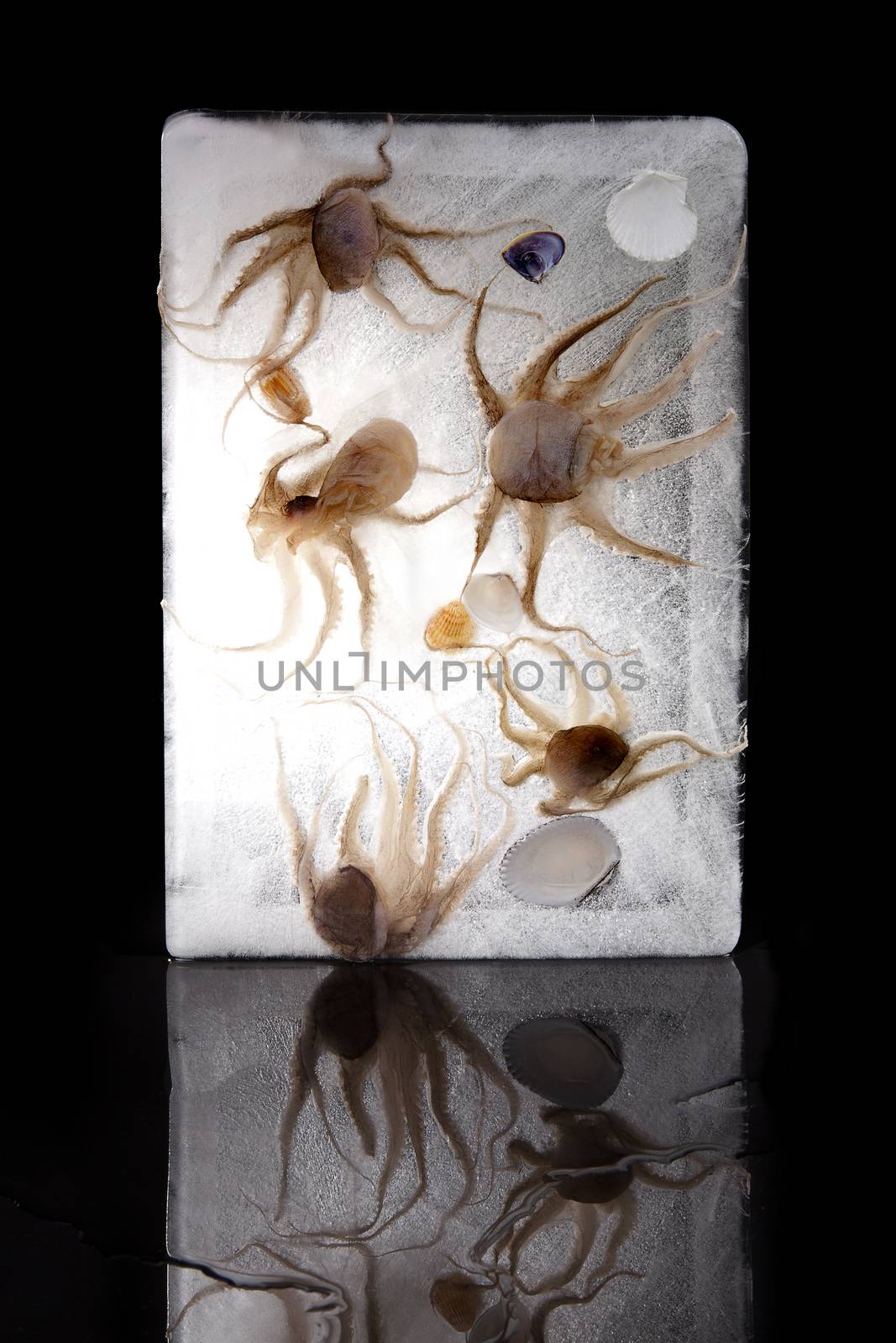 Seafood frozen in ice. Octopus and seashells frozen in ice isolated on black background. Luxurious seafood concept.