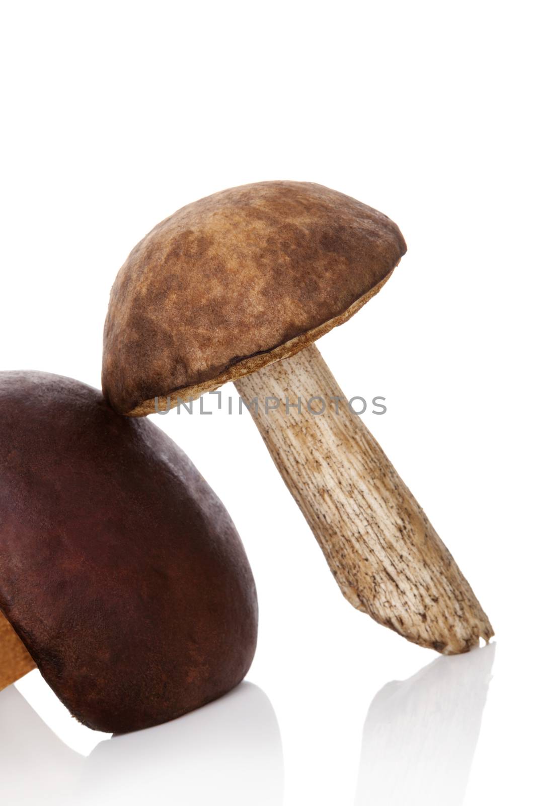 Edible boletus mushrooms isolated on white background. Culinary seasonal autumn cooking.