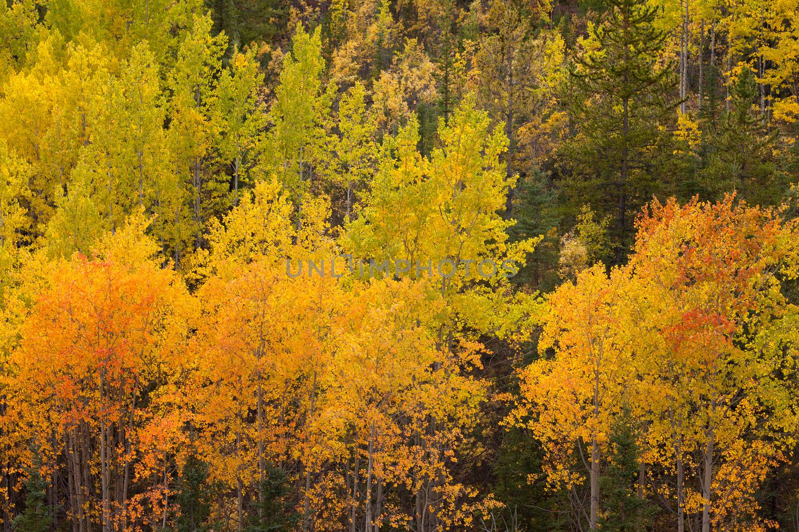 Colorful golden yellow autumn fall aspen trees, Populus tremuloides, of boreal forest taiga in the Yukon Territory, Canada