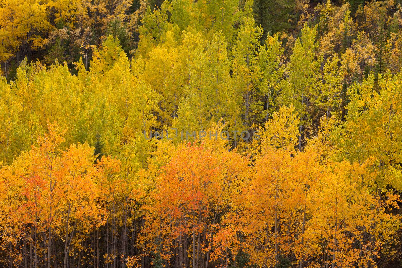 Colorful golden yellow autumn fall aspen trees, Populus tremuloides, of boreal forest taiga in the Yukon Territory, Canada