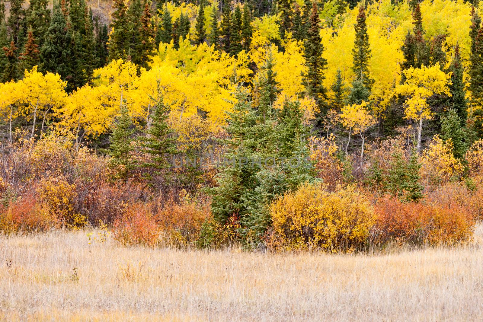 Colorful golden yellow autumn fall boreal forest taiga tree vegetation, Yukon Territory, Canada