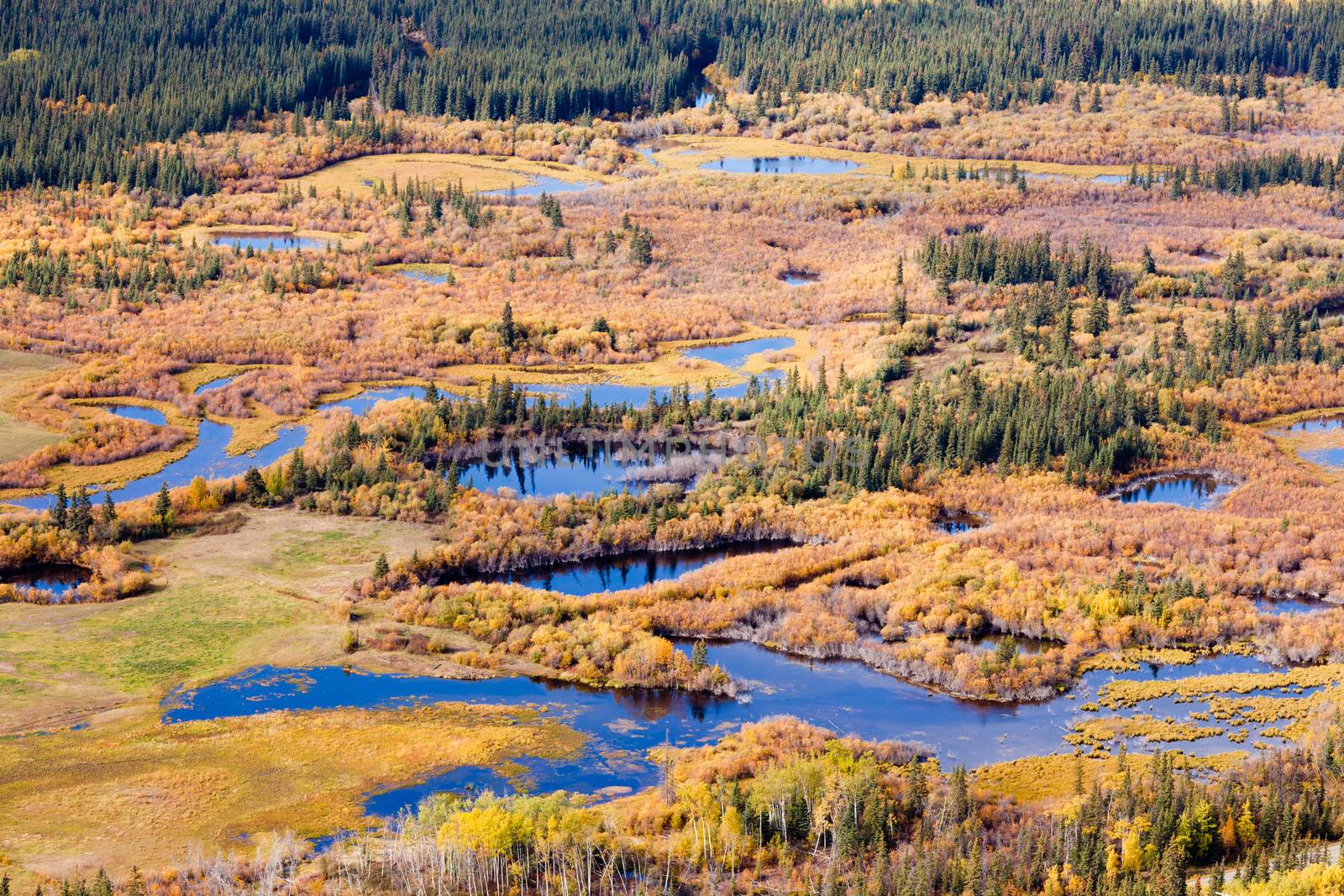 Aerial view of wet marshland in autumn fall colored boreal forest taiga of Yukon Territory, Canada