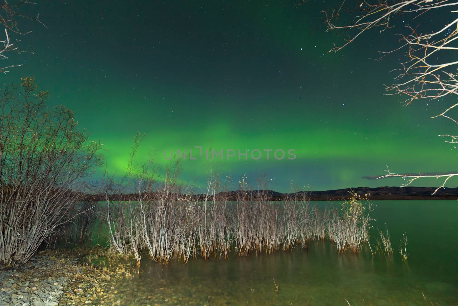 Sparkling green starry night sky show of Aurora borealis or Northern Lights over shore willow bush at Lake Laberge, Yukon Territory, Canada