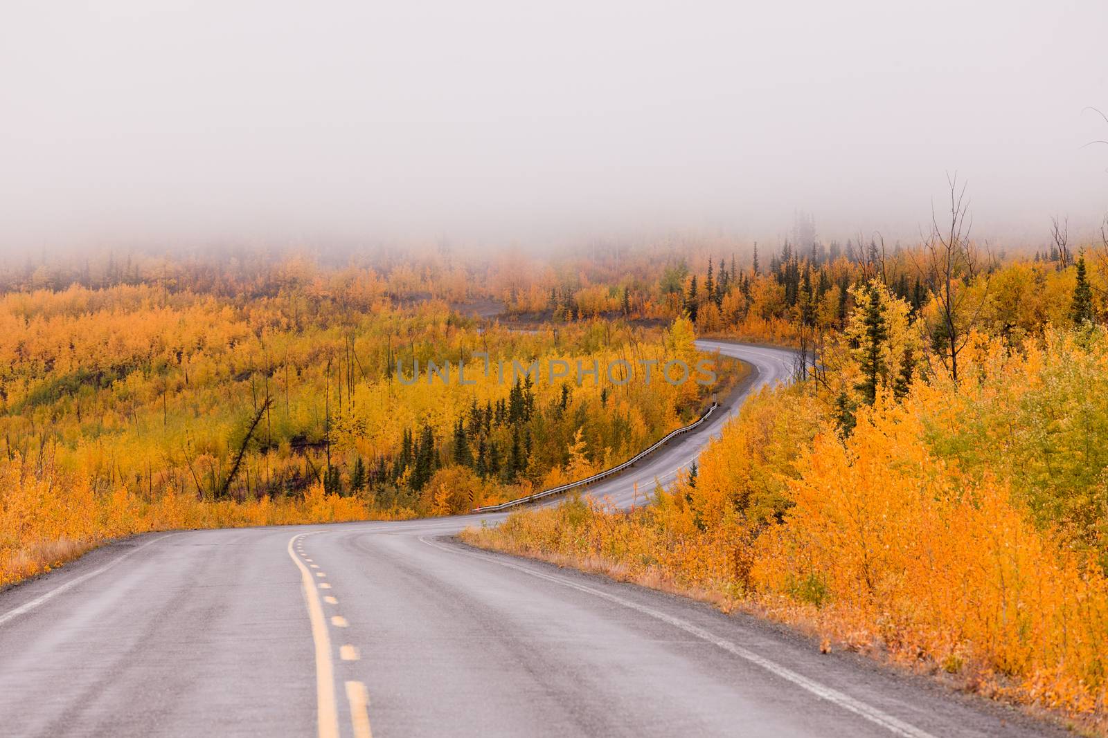 Winding golden fall taiga road Yukon Canada by PiLens