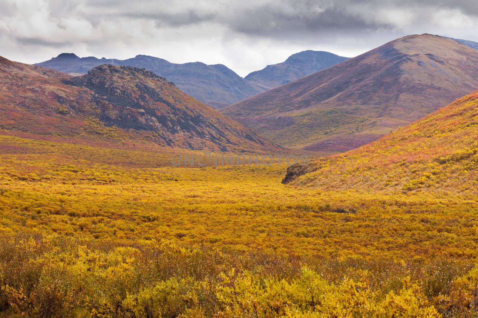 Fall color Tombstone Territorial Park Yukon Canada by PiLens