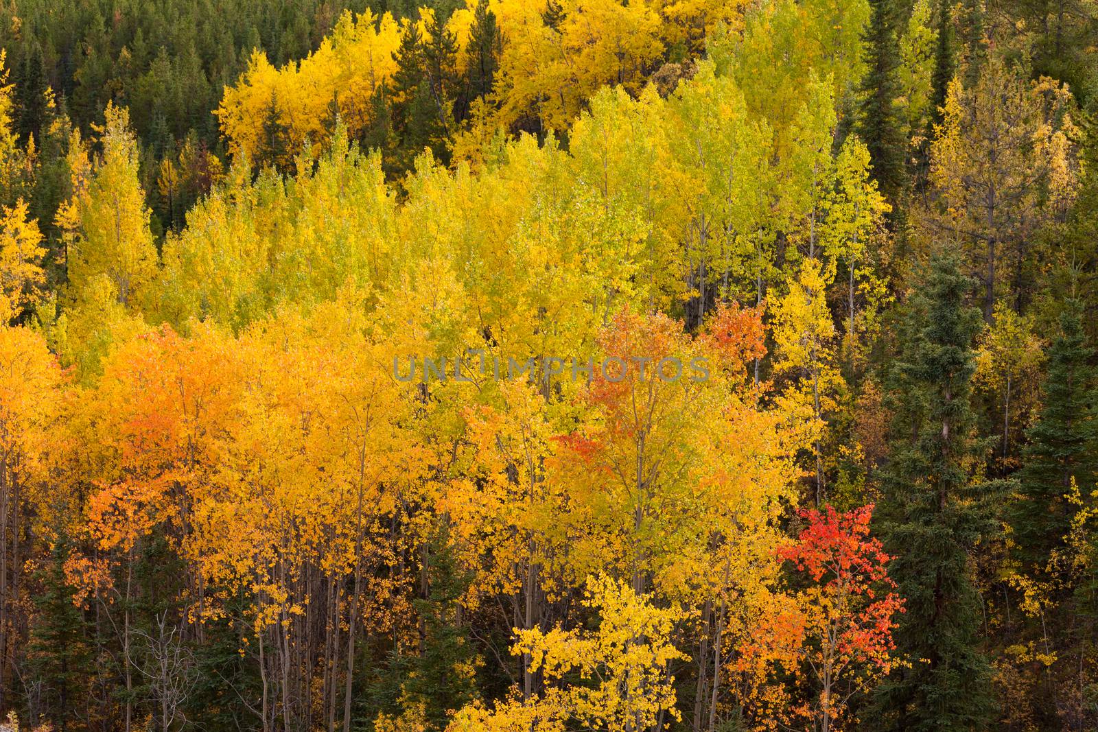 Golden fall aspen trees Yukon boreal forest taiga by PiLens