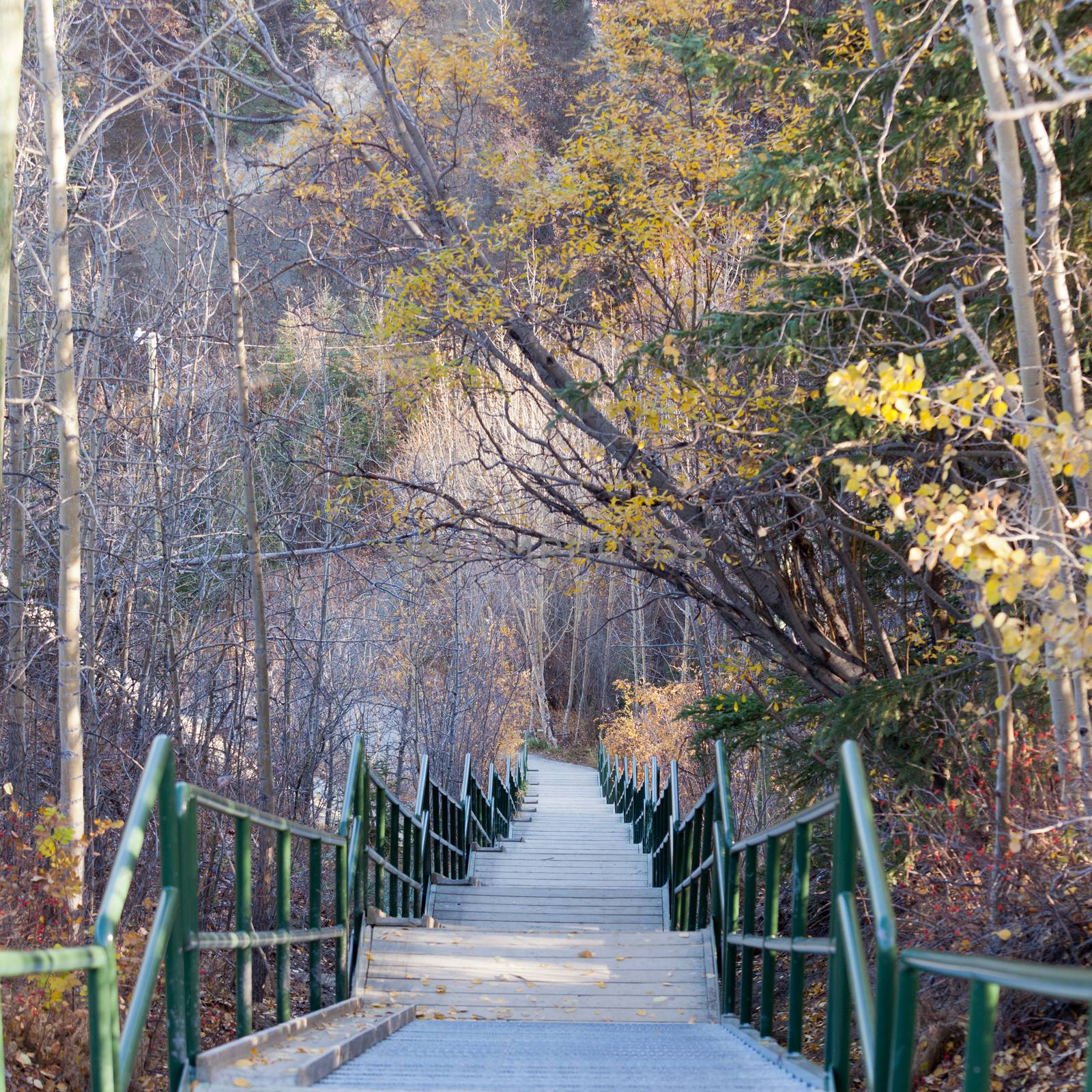 Nature trail with steep endless downward stairs in a forest in late autumn fall