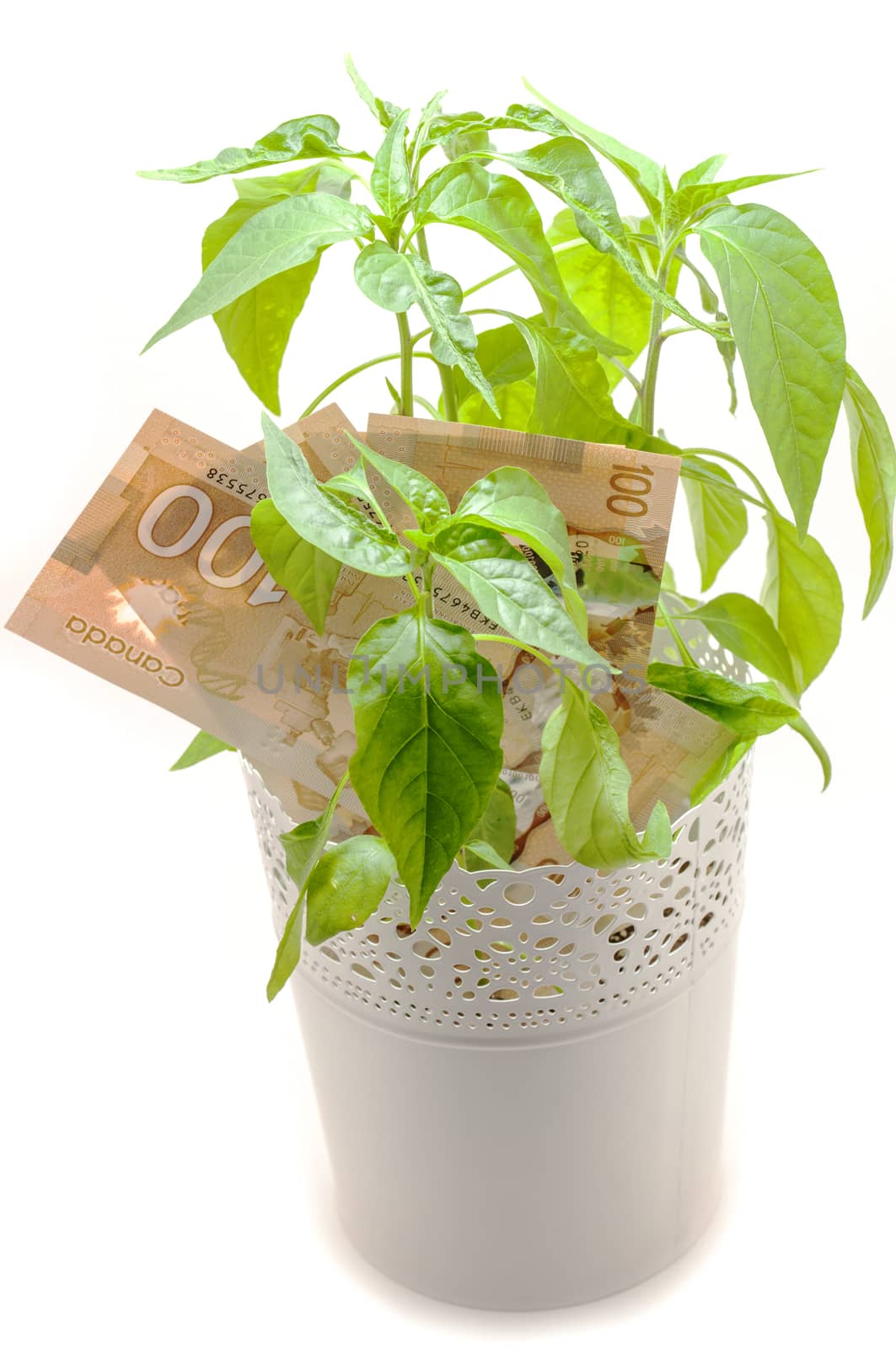 Hundred Canadian dollar bill and a green plant