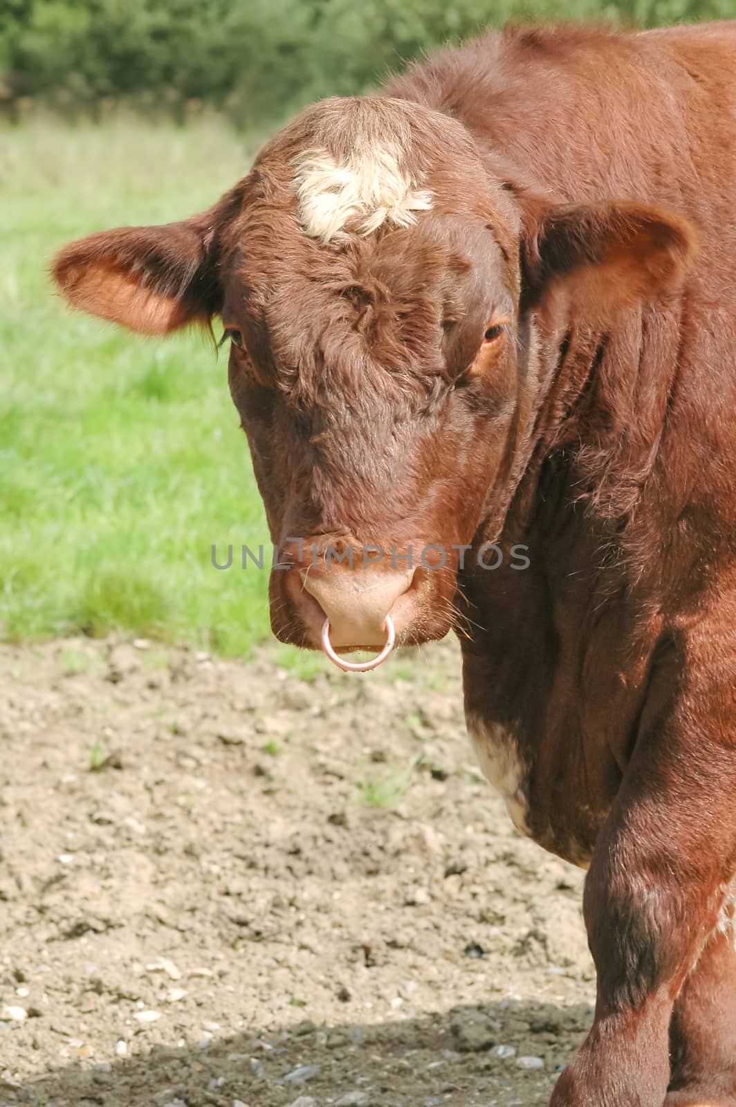 large livestock bull with a ring through its nose