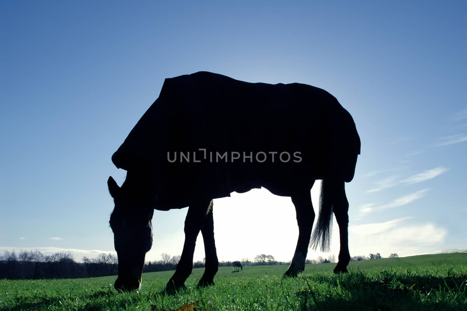 silhouette of a covered horse grazing at sunrise