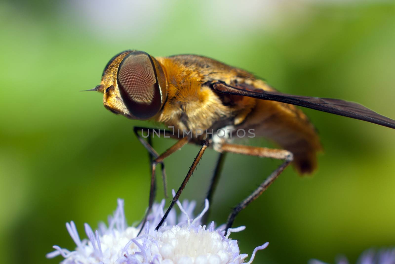  A golden bee on a flower