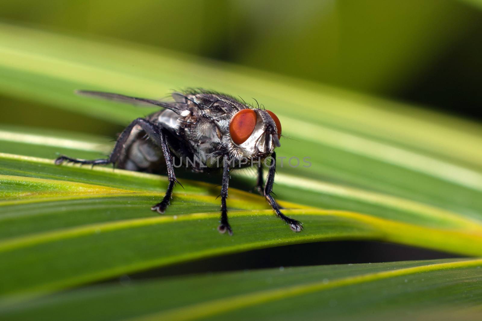 A fly standing on a leaf with green background