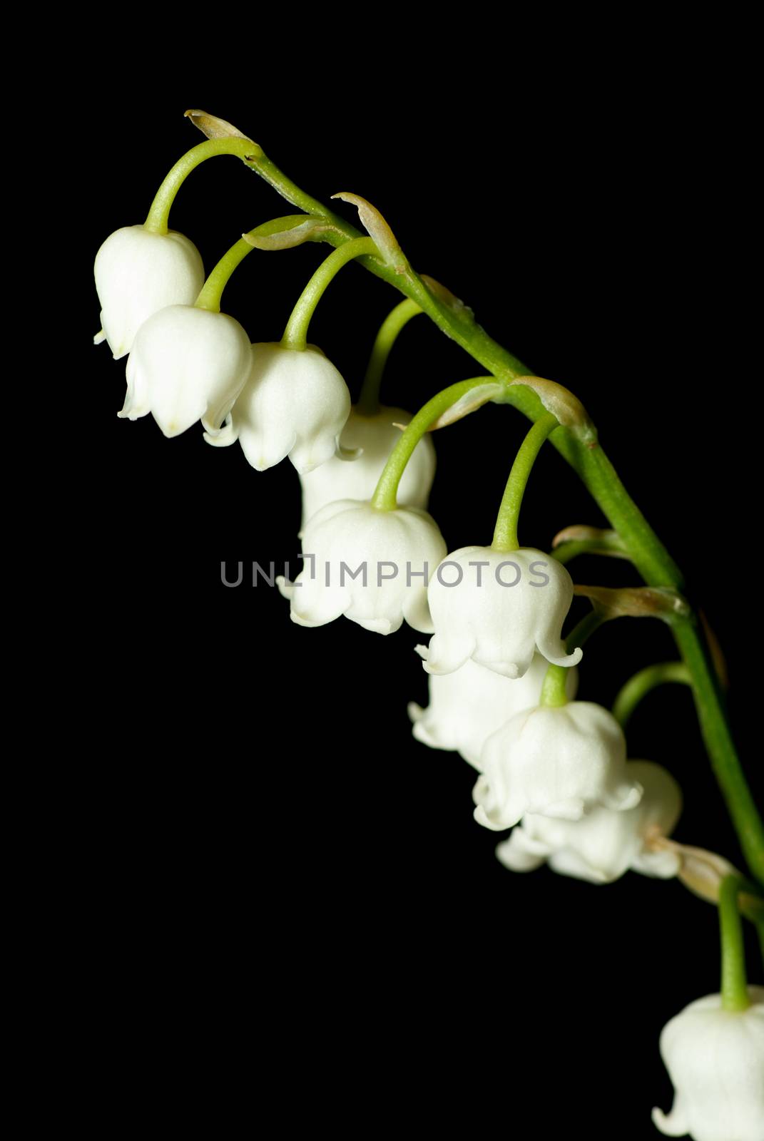 Lily of the valley by daoleduc
