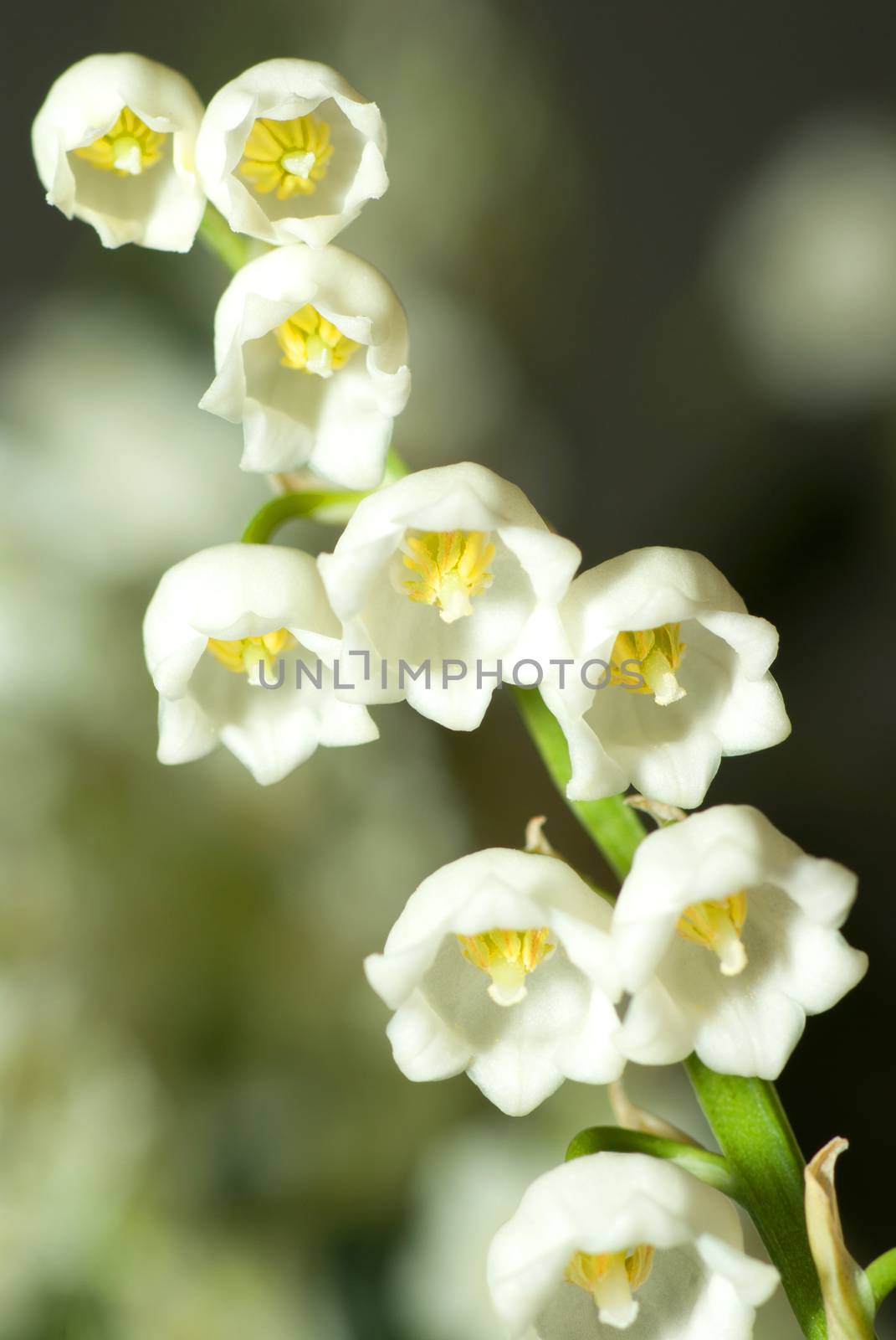 lily of the valley close up