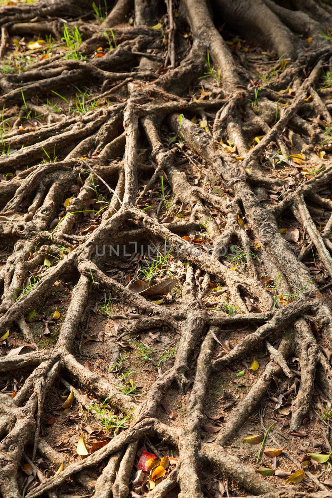 root of the tree is spread out on the ground to forage.