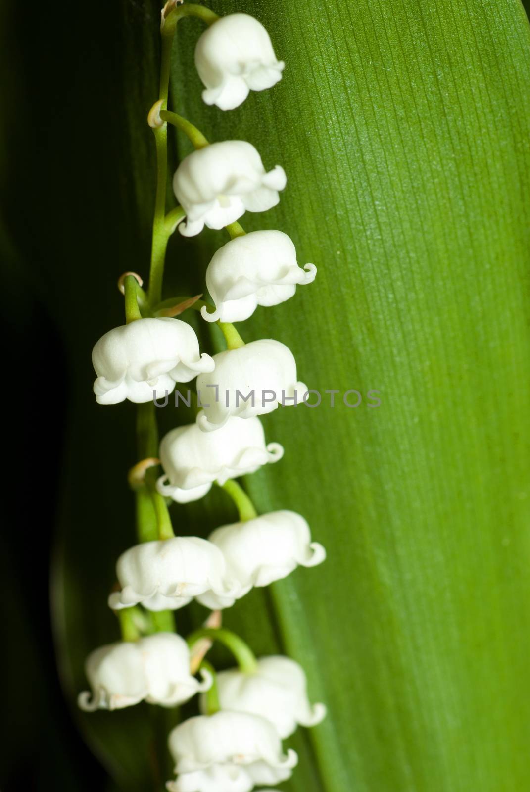 lily of the valley close up