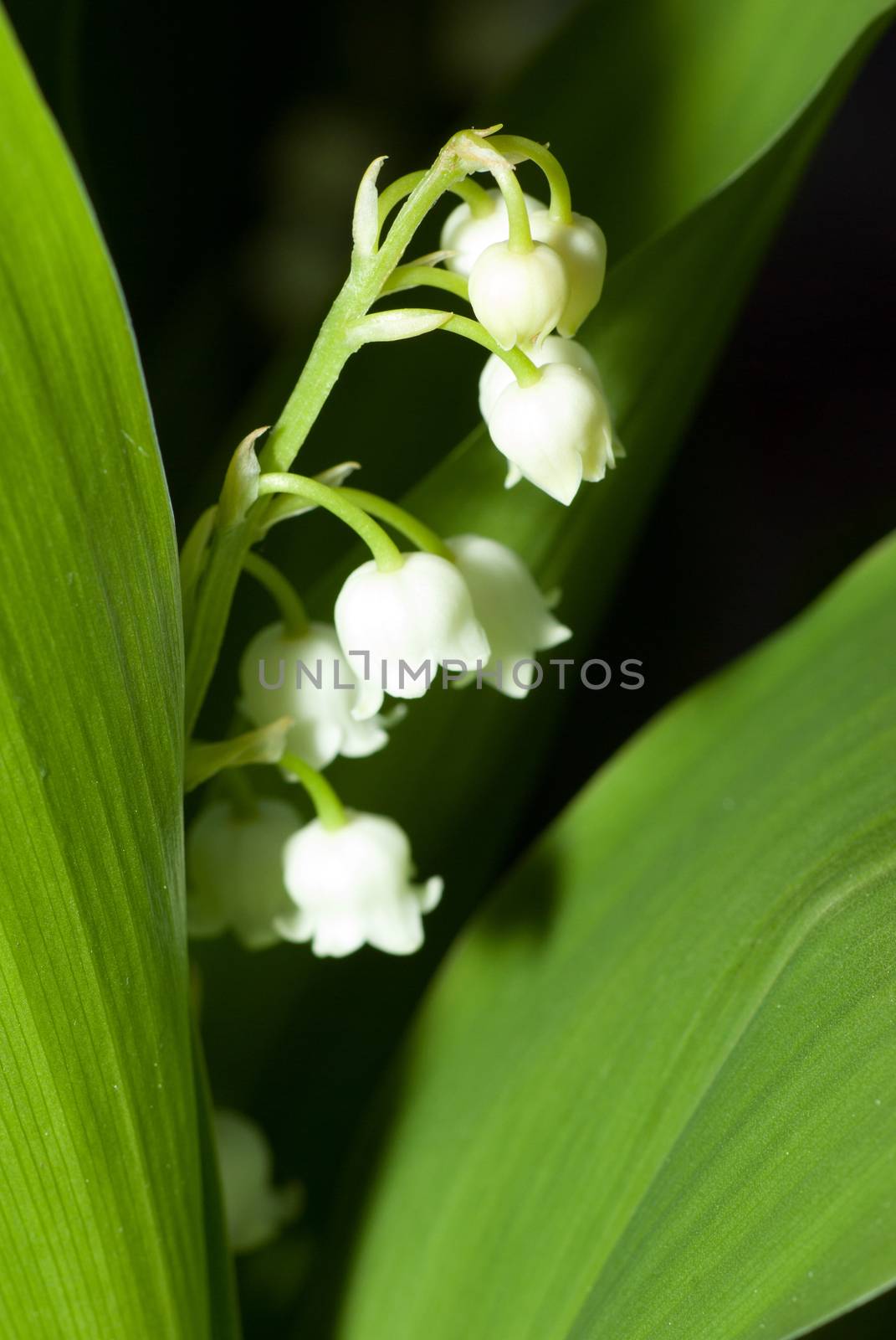 lily of the valley close up