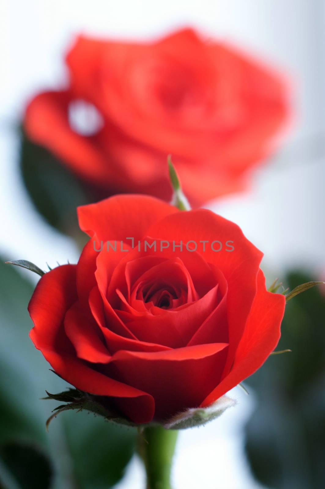 Red rose with another rose in the  background  by daoleduc