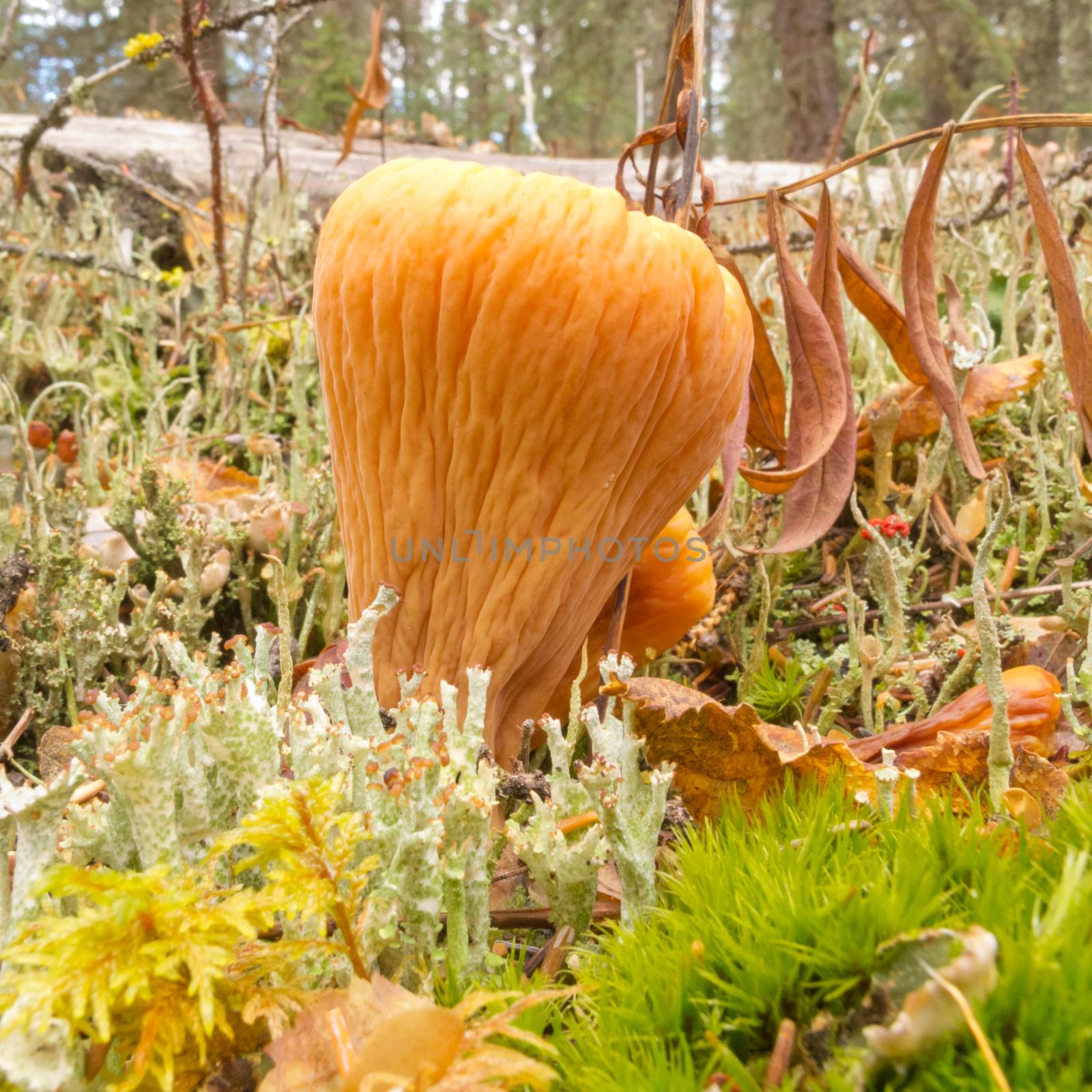 Edible mushroom Truncate Club Coral, Clavariadelphus truncatus, growing among moss and lichens on boreal forest floor