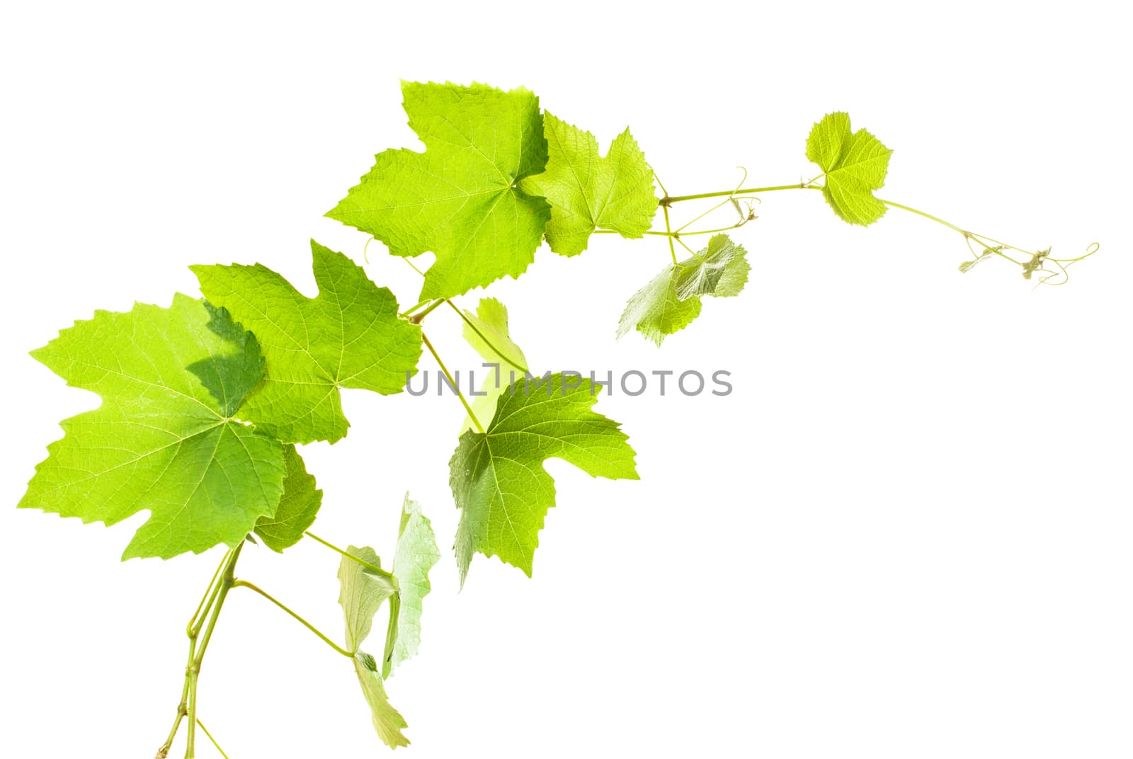 Grape leaves isolated on white, close up