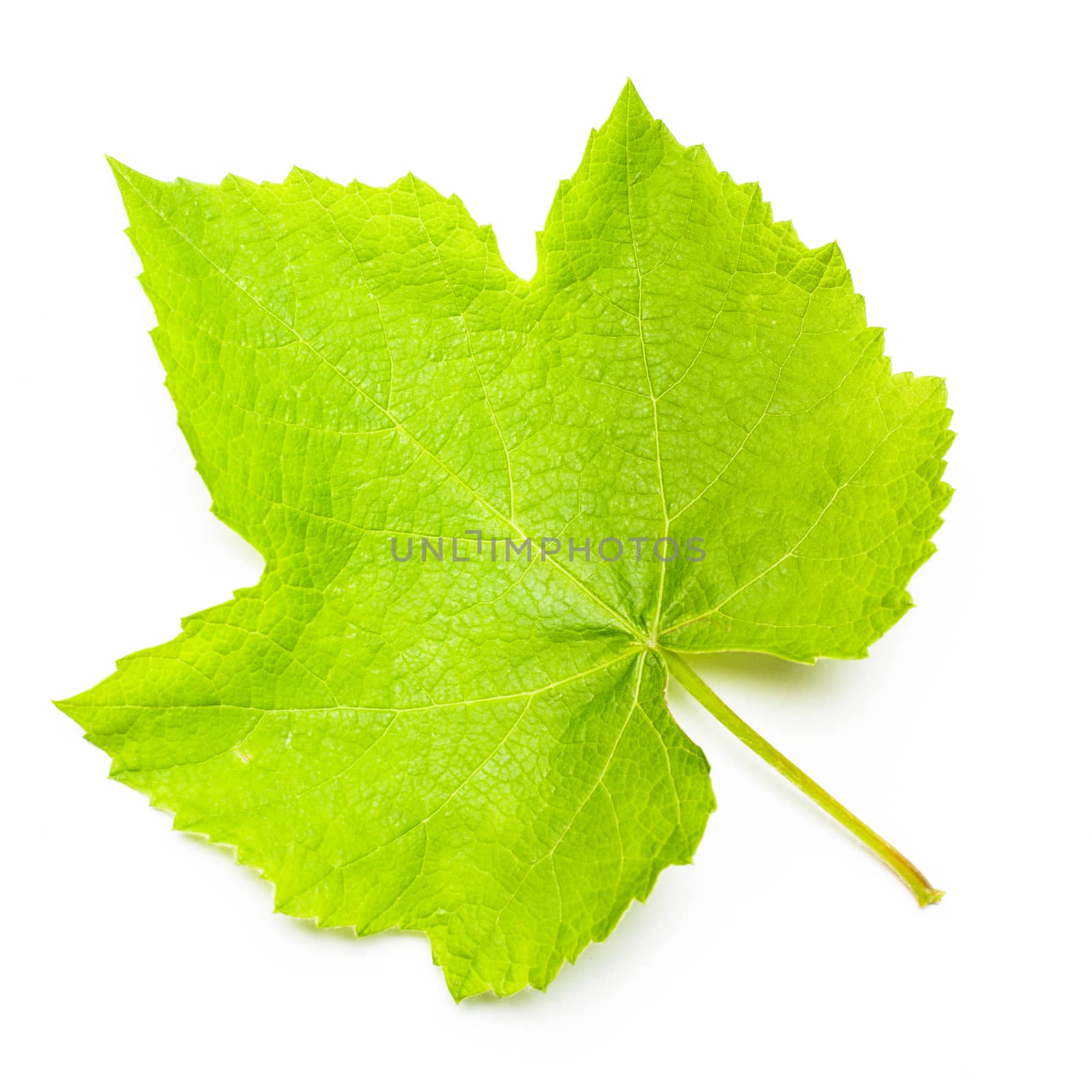 Grape leaves by oksix